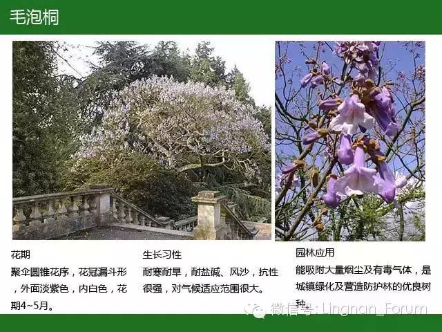 全国七大片区，常用开花植物集锦（上）_174