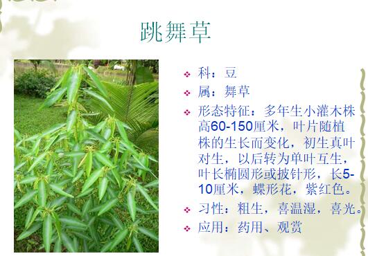 常见植物花卉400种-8跳舞草