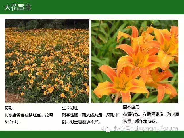 全国七大片区，常用开花植物集锦（上）_133