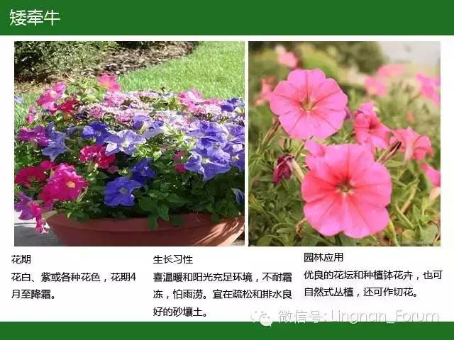 全国七大片区，常用开花植物集锦（上）_136