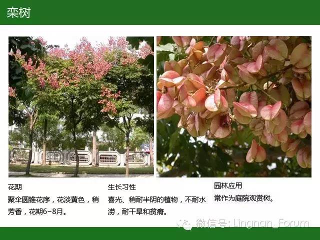 全国七大片区，常用开花植物集锦（上）_250