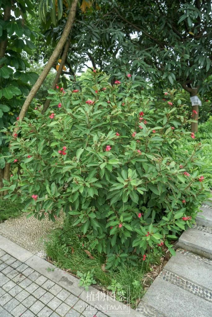 园林植物配色资料下载-琴叶珊瑚|又叫日日樱