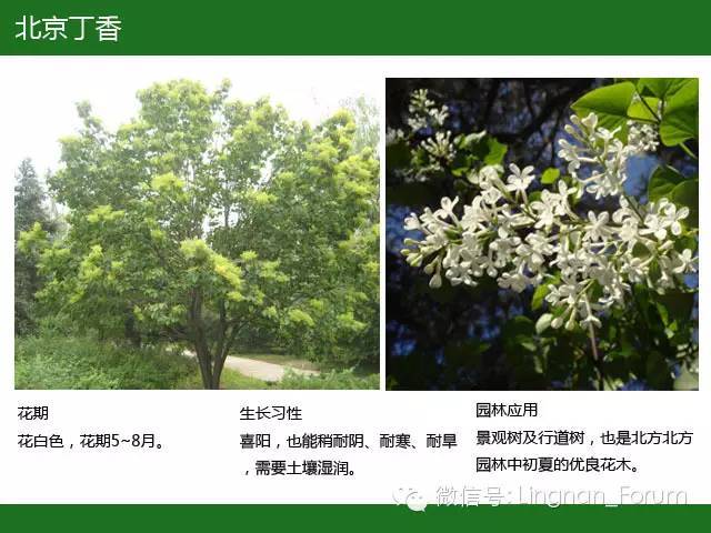 全国七大片区，常用开花植物集锦（上）_185