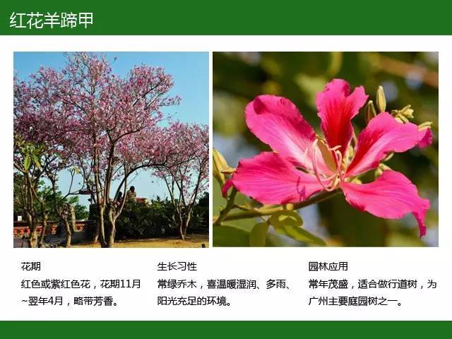 全国七大片区，常用开花植物集锦（上）_7