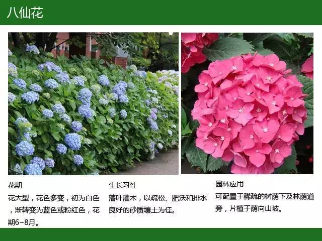 全国七大片区，常用开花植物集锦（上）_40