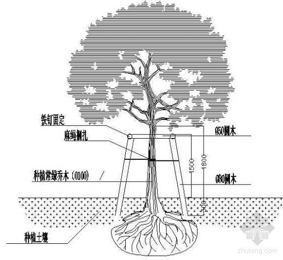 栽植乔木方案资料下载-常绿乔木栽植支架详图