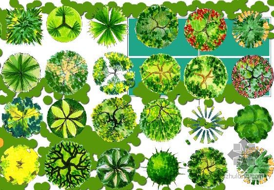 景观植物素材DWG资料下载-photoshop植物平面素材