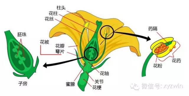 图解植物形态术语_17