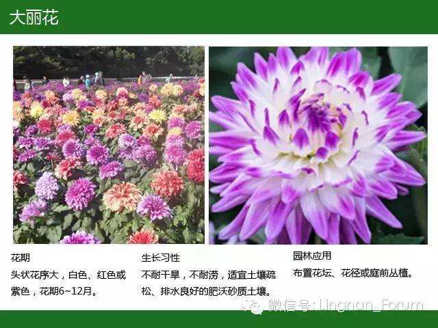 全国七大片区，常用开花植物集锦（上）_142