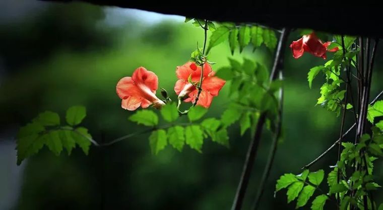 藤花好颜色|藤本植物的花墙梦_5