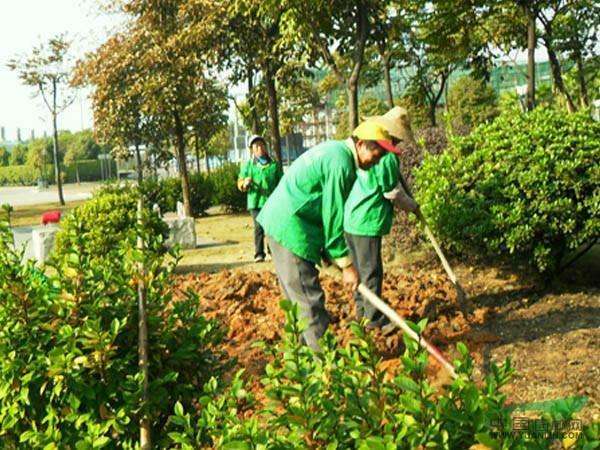 绿化苗木移植资料下载-超实用|园林绿化苗木反季节栽植的方法