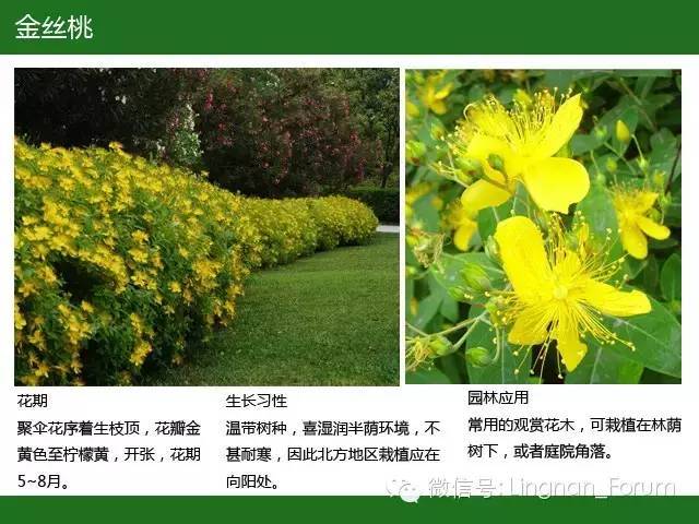 全国七大片区，常用开花植物集锦（上）_110