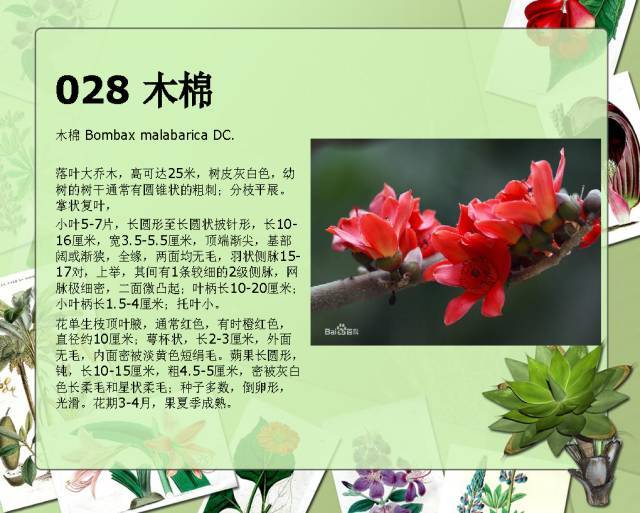 植物设计师必备：100种常见园林植物图鉴_51