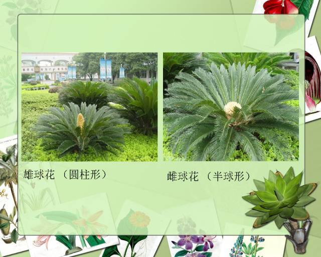 植物设计师必备：100种常见园林植物图鉴_4