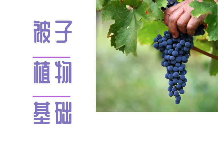 园林景观设计基础讲义资料下载-[植物]园林被子植物基础讲义