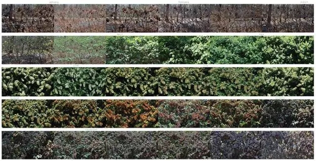 景观设计师必须懂的“植物季相”-640.webp (2).jpg