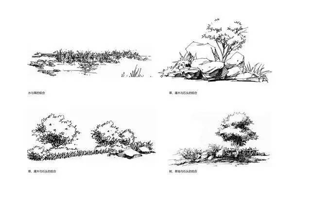 手绘草木分析图_1