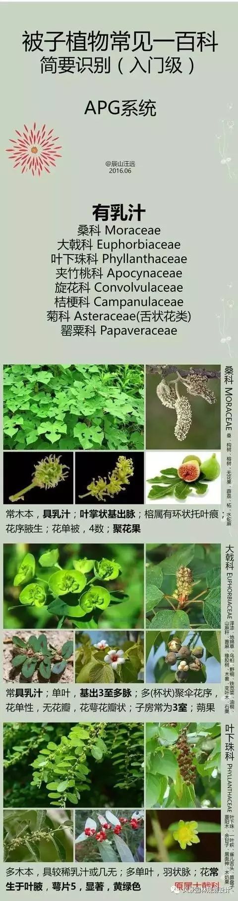 天南星科植物植物资料下载-常见100科植物 · 简要识别特征