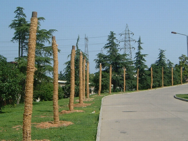 广场标志性景观资料下载-市政工程大树移栽施工过程（PPT总结66页）