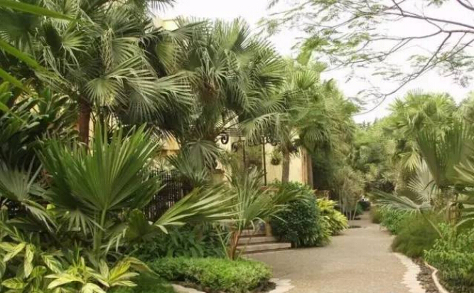 棕榈科植物景观资料下载-在景观设计中如何合理的使用棕榈植物？