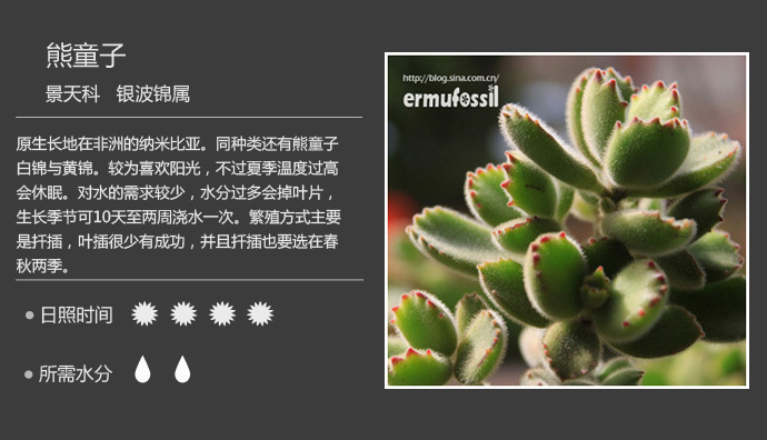 多肉植物多肉资料下载-室内装饰的新宠---多肉植物