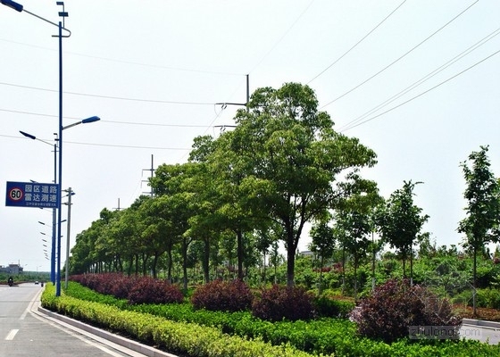 新规范设计城市次干路全套施工图（绿化）-道路绿化 
