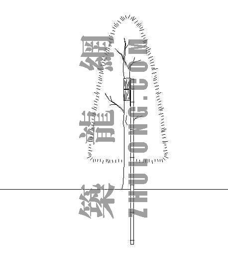 园林树木栽培施工资料下载-园林树木支架详图—一脚唐竹支架