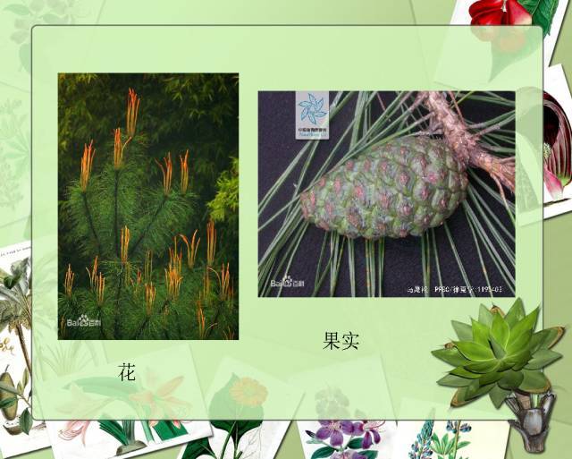 植物设计师必备：100种常见园林植物图鉴_10