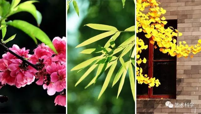 紫薇树栽庭院的风水资料下载-竹子护宅，香椿辟邪，植物风水你知多少？