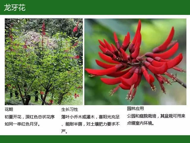 全国七大片区，常用开花植物集锦（上）_27