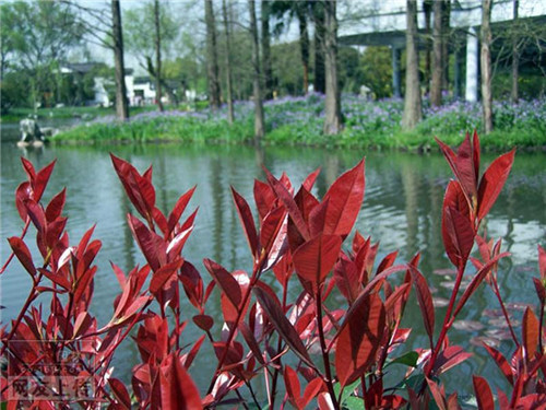 80种常见园林植物 · 景观设计师必知_16