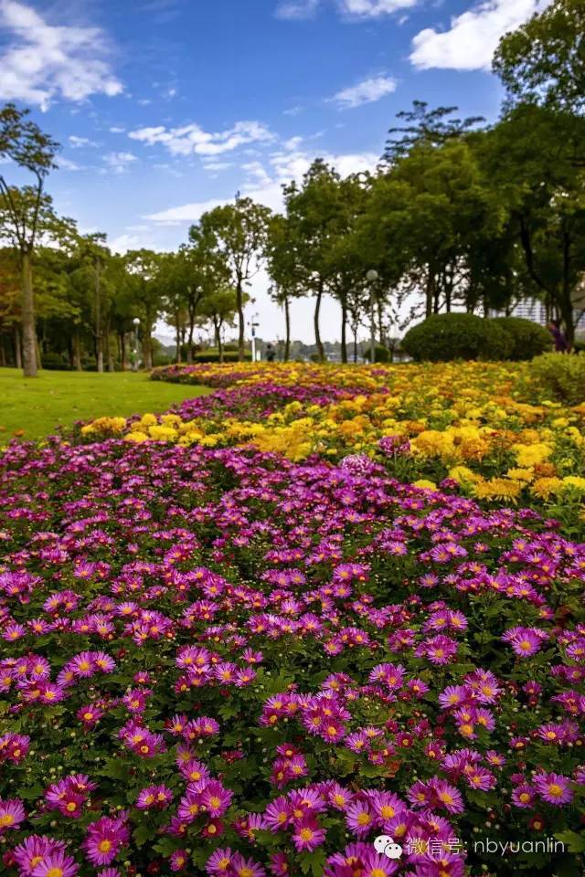 秋意渐浓赏菊正当时  宁波日湖公园菊花展等您赏_6