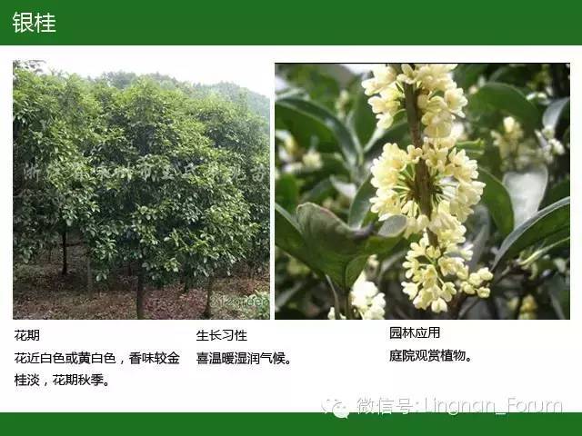 全国七大片区，常用开花植物集锦（上）_77