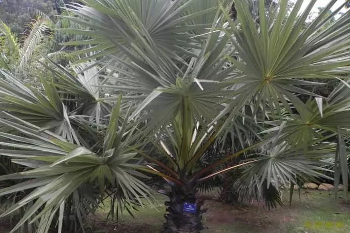 佛系植物，五树六花_11