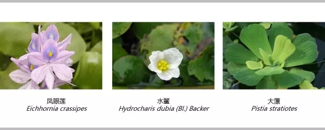 河道景观植物的选择与应用-640.webp (88).jpg