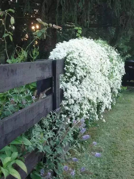 花园设计中植物该如何配置？_18