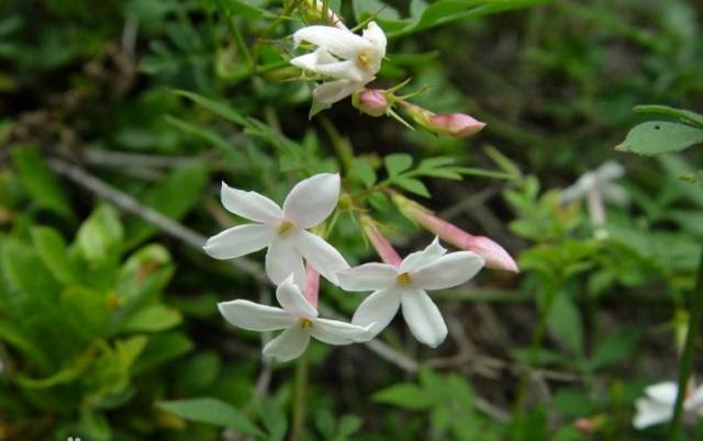 十八种藤本植物大集合~-036.jpg