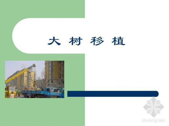 日本最大树屋景观资料下载-大树移植