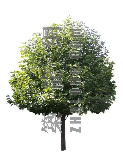 分享香樟树cad素材资料下载