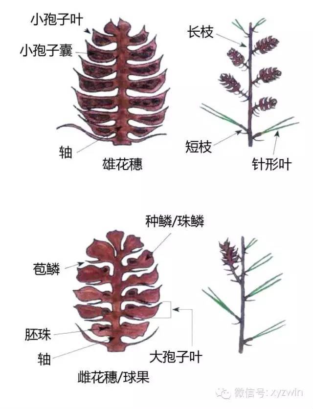 图解植物形态术语_30