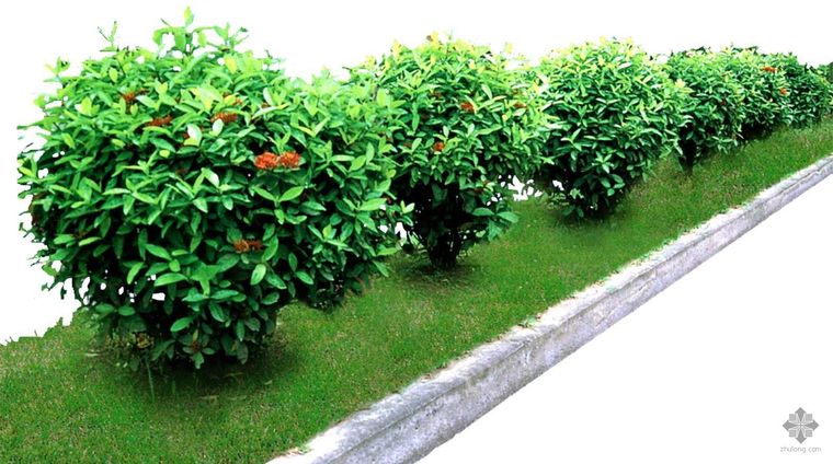 高大上植物平面素材图片资料下载-植物素材