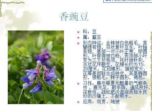 [景观植物]常见植物花卉400余种-常见植物花卉400种-9香豌豆