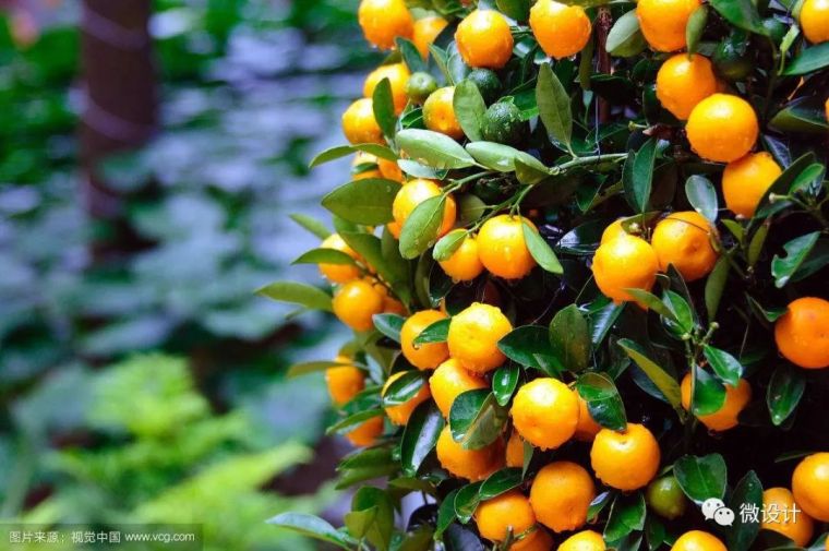 12种·庭院里的吉祥植物_11