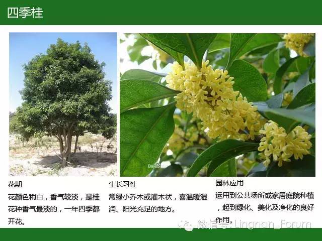 全国七大片区，常用开花植物集锦（上）_114