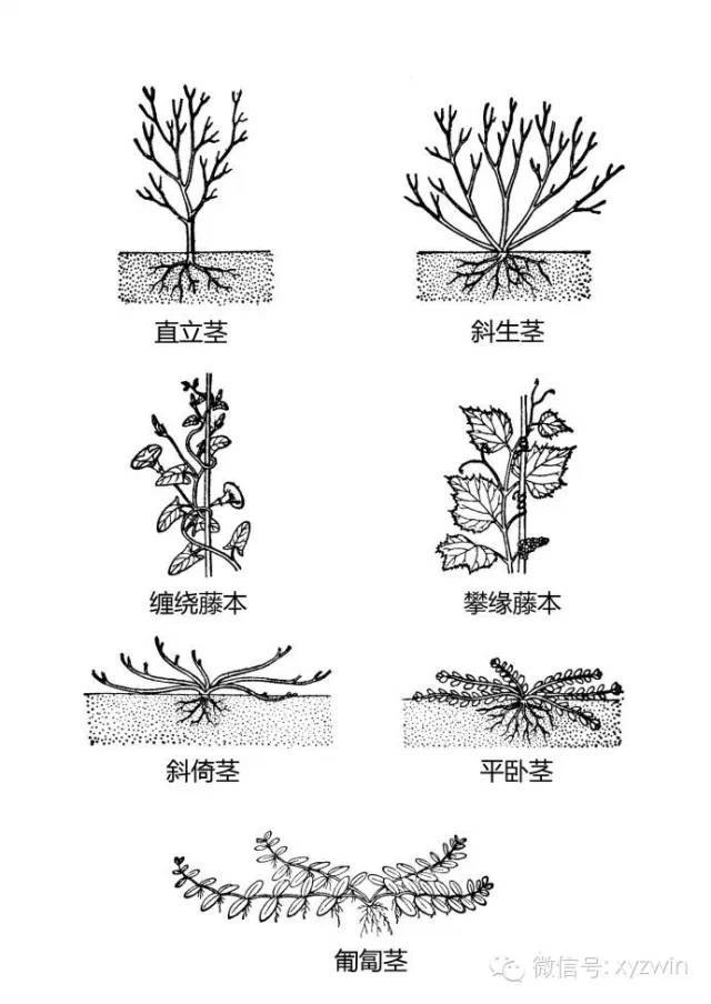 图解植物形态术语_22