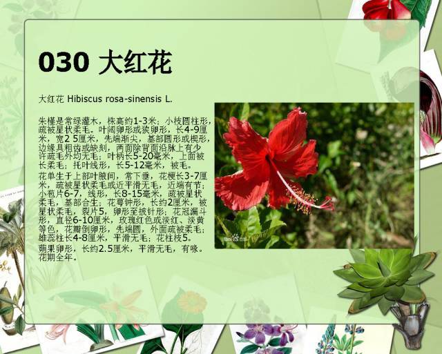 植物设计师必备：100种常见园林植物图鉴_55