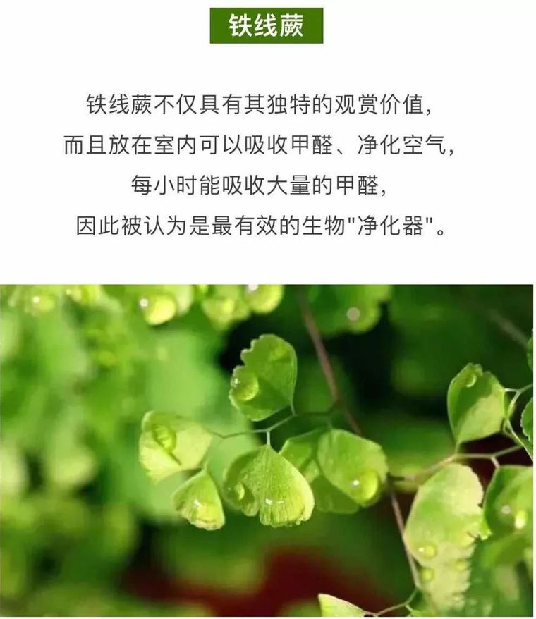 史上最全的吸毒植物 · 新房必备_8