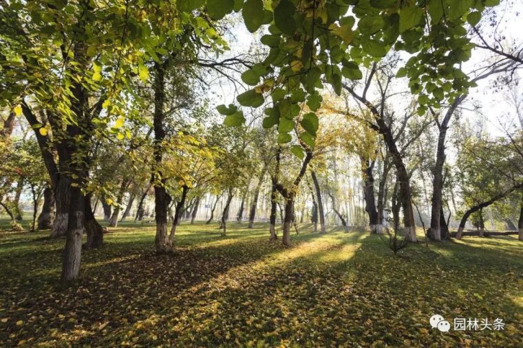 [重磅]《2017年中国国土绿化状况公报》发布！！！_7