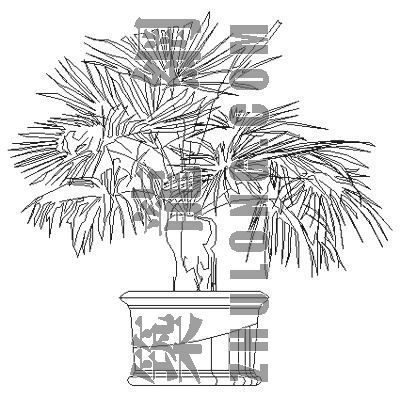 室内植物盆栽大型资料下载-室内观赏植物5