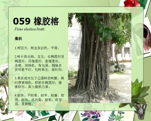 植物设计师必备：100种常见园林植物图鉴_104